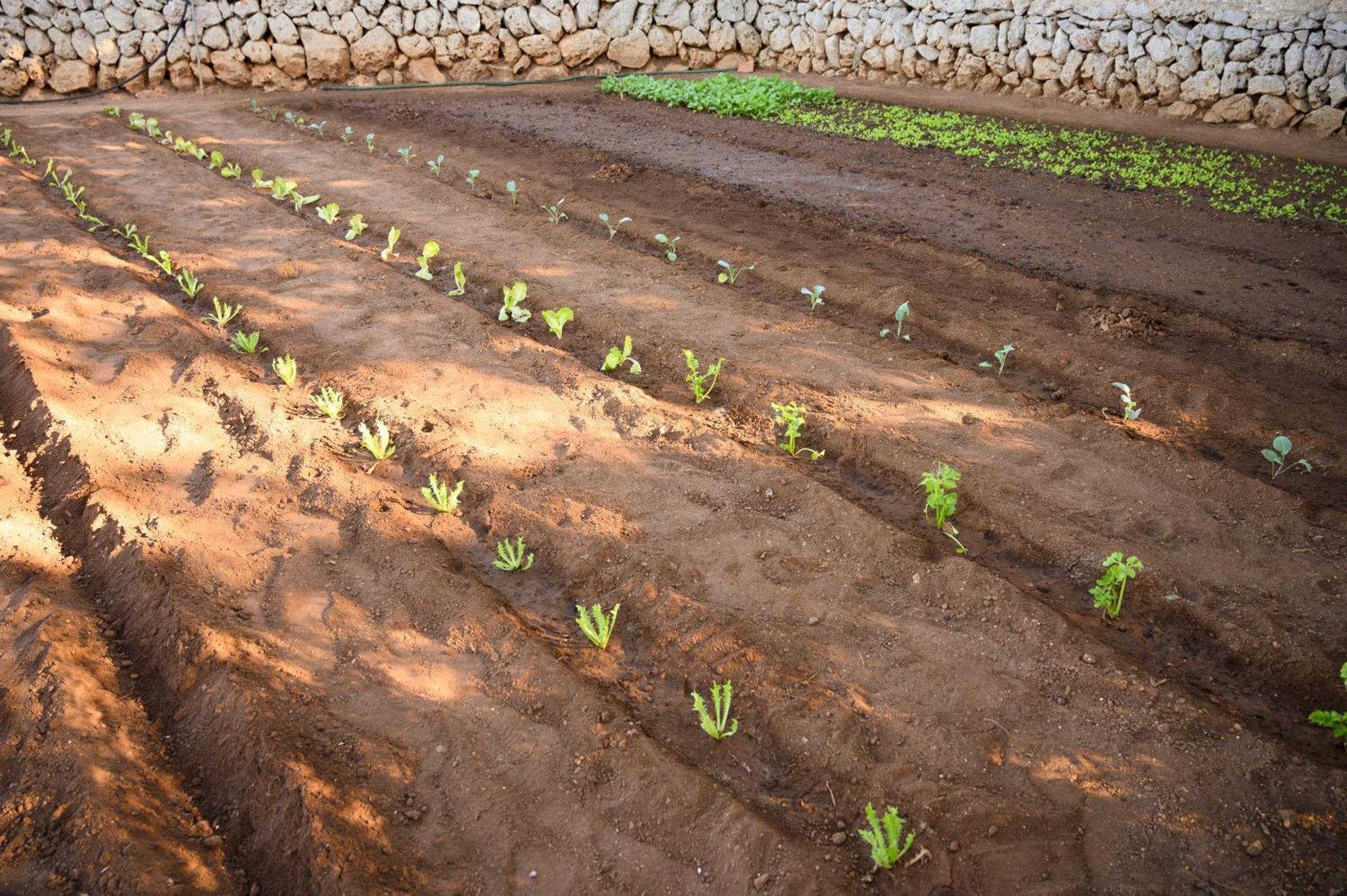 Llucmacanes Gran Agroturismo Villa Mahón Esterno foto